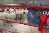 First prize pen of North of England Mule Lambs